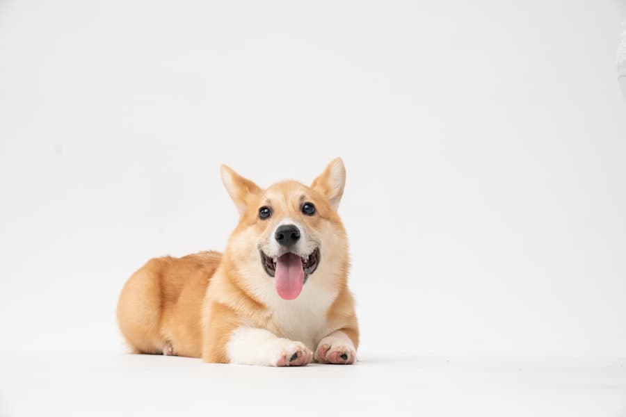 A happy corgi