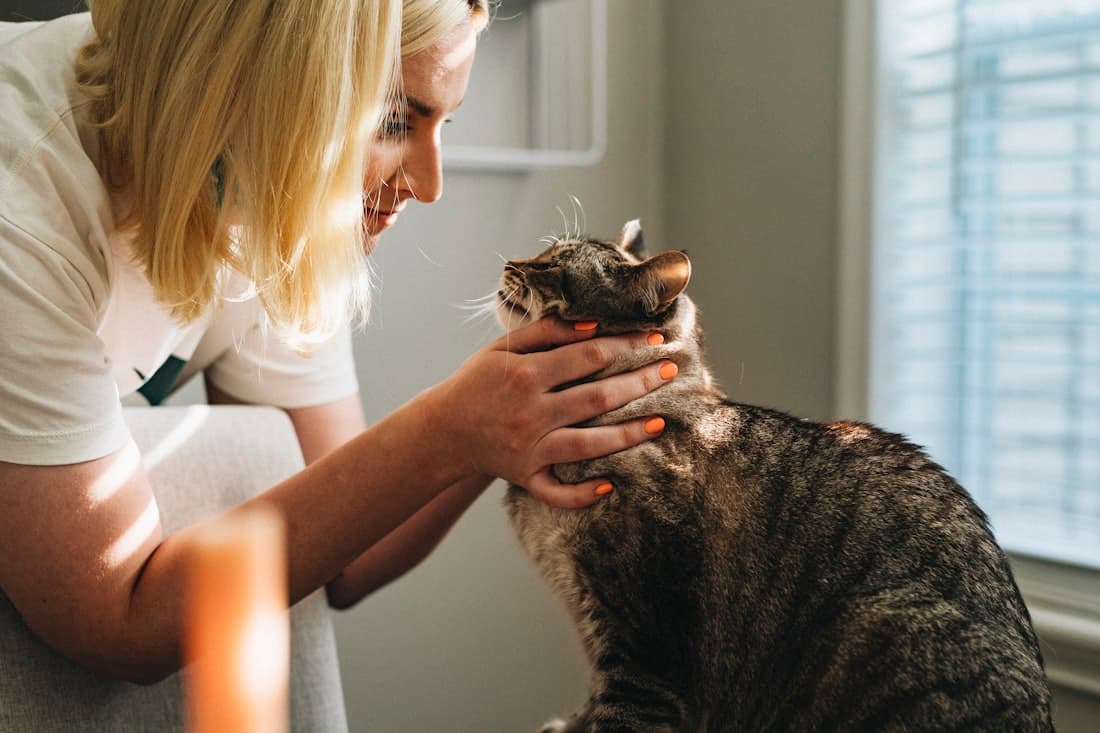 A pet owner gently cradling their cat's face